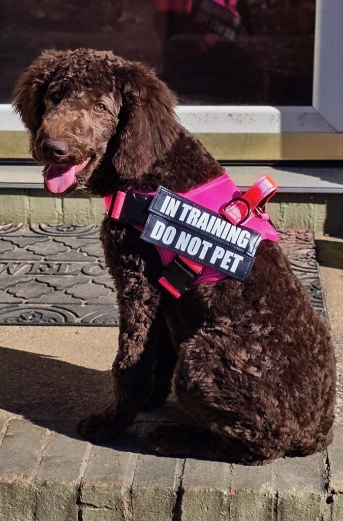 bingo therapy dog